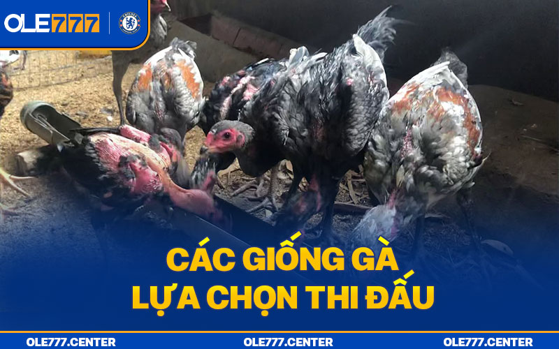 Các giống gà được lựa chọn khi thi đấu