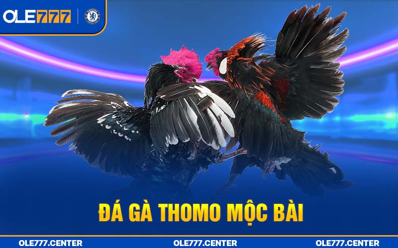 Đá gà Thomo - Mộc Bài có nhiều ưu điểm thú vị thu hút người chơi