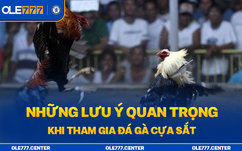 Những lưu ý quan trọng khi tham gia chọi gà cựa sắt